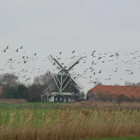 Kleine Meereskrabbe *